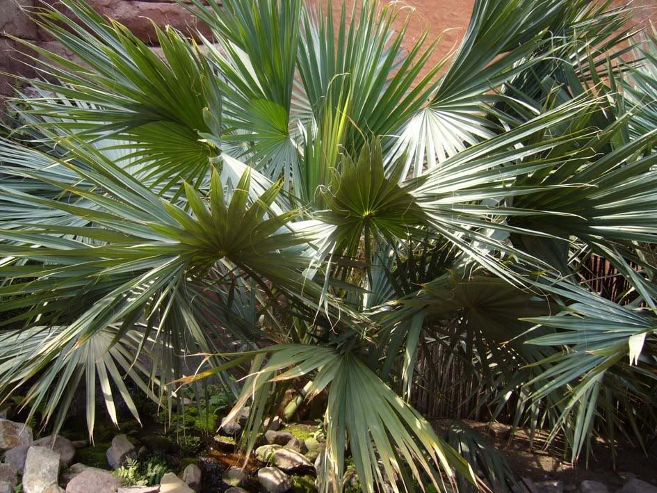 Sabal blackburiana   Schirmblättrige Palme   1 Jungpflanze   Frost 