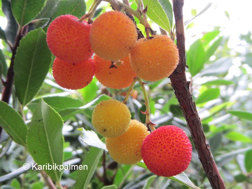  photo Arbutus unedo - Frucht 5 c_zpsqydekcxj.jpg