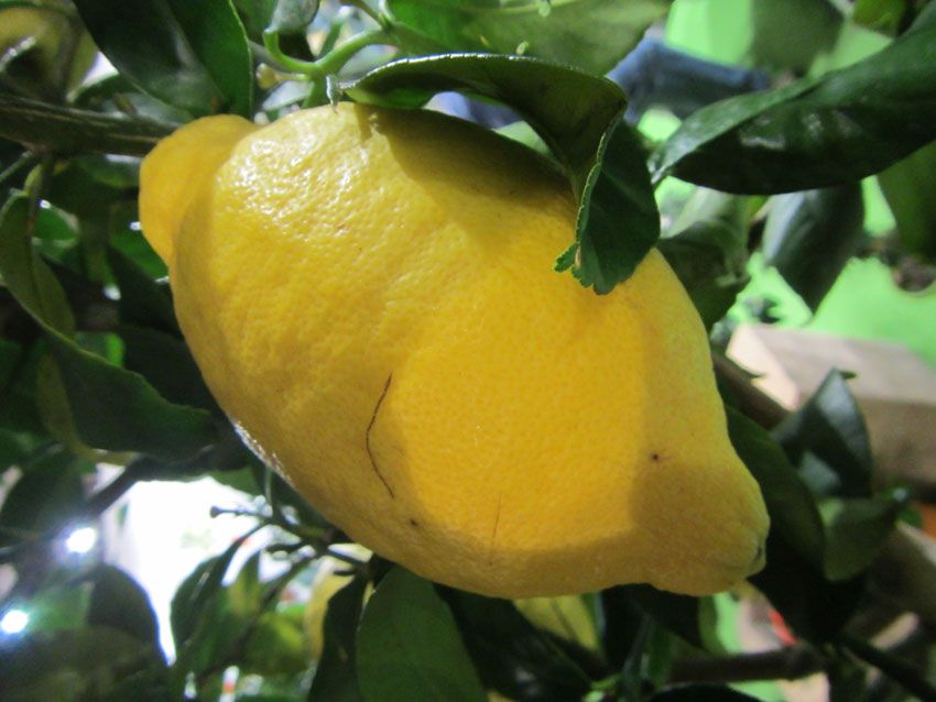  photo Citrus limon_zps58aiibwc.jpg