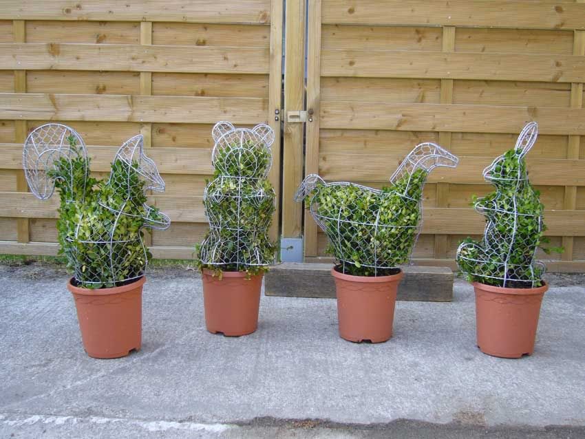 Buchsbaum TIER Figuren 55cm Buxus Pflanze Winterhart  