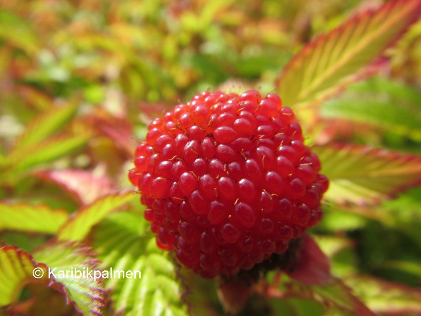  photo Rubus illecebrosus 2 c_zpst8cclvsa.jpg