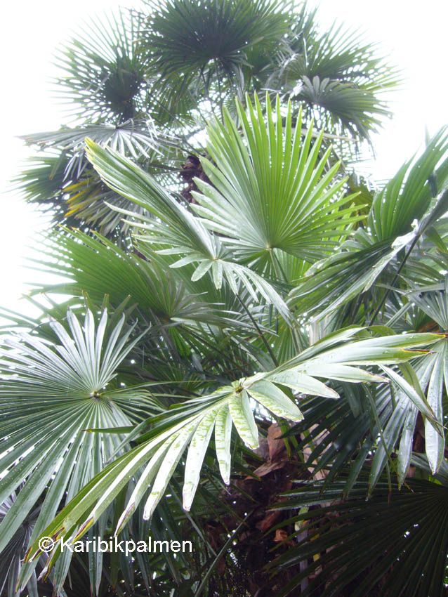  photo Trachycarpusfortunei2c-2_zps4b8b667d.jpg