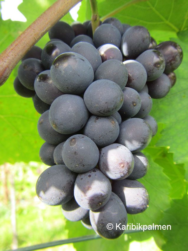  photo Vitis vinifera - blaue Traube 44 c_zpssgcp06og.jpg