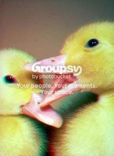 Ducklings.jpg